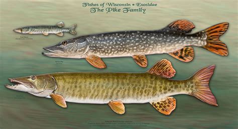 torpedo looking fish in the pike family